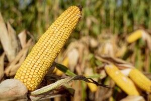 Названо область України, на ланах якої намолочують по 10 тонн кукурудзи з гектара