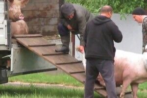 На Волині заготівельники свинини з Рівненщини обманули на велику суму селян 