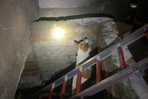 Волинські рятувальники визволили з пастки біло-рудого чотирилапого (Фото) 
