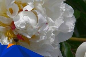 Початок червня – час квітування травʼянистих півоній