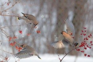На Рівненщині фотомисливець зазнімкував птахів, які полюбляють хильнути плодово-ягідного й добряче похуліганити