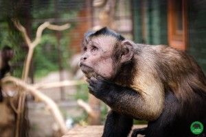 У Луцький зоопарк завтра за півціни пускатимуть відвідувачів з метеликами у животі