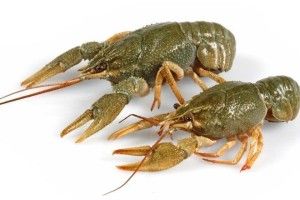 Рівненський браконьєр братиме кредит, аби розплатитися за три кіла незаконно виловлених раків