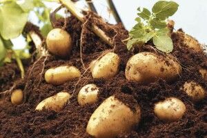 Із однієї сотки – 440 кілограмів: як визначити урожайність картоплі