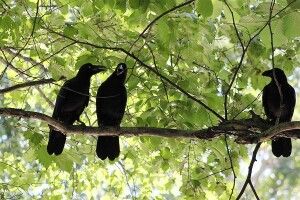 Погода на вівторок, 1 червня: перший день літа буде доволі прохолодним