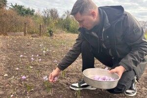 На Черкащині переселенець із Каховки вирощує найдорожчу спецію світу