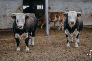 На Волині побільшало великої рогатої худоби