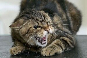 У Дулібах застрелили кота