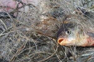 На водосховищі поблизу Мар’янівки упіймали браконьєрів