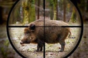 На Волині браконьєр застрелив самку дикого кабана