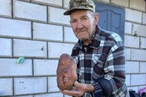Одна картоплина – на цілу пательню: волинянин виростив бульбу-рекордсменку