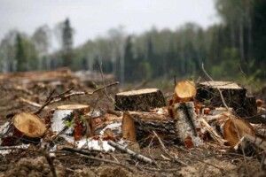 Волинян судитимуть за незаконні порубки дерев