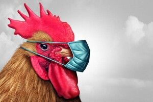 Волинян попереджають про небезпечне захворювання птиці