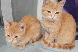 У Луцьку шукають своє котяче щастя дві хвостаті «мандаринки» (Фото)