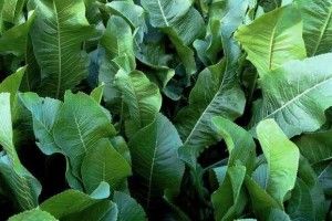 Сила не лише у його корені, але й у листі