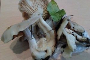 У грудні по гриби в рукавицях
