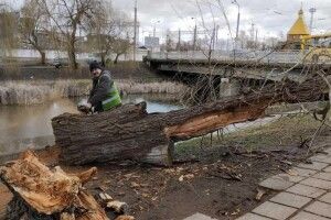 Сильний вітер повалив дерева на шести вулицях Рівного  