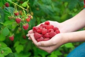 Ягідників запрошують в «Айвенго» на міжнародну конференцію