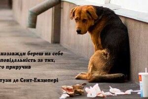 Завтра – Всесвітній день безпритульних тварин