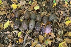 На Рівненщині підірвали кілька десятків снарядів і гранат