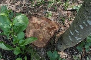 У громаді на Волині пустили під сокиру цілий ліс