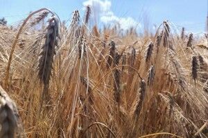 Жнива на Волині перетнули екватор: зібрано 72% запланованих площ