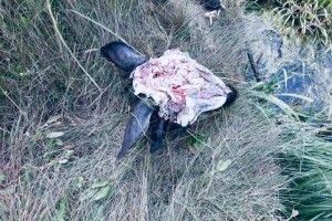 На Волині біля дороги браконьєри викинули залишки вбитого лося (Фото)