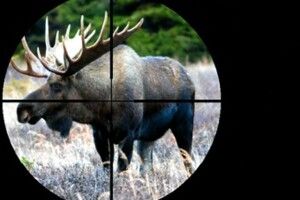 На Волині браконьєри вбили самку лося та дитинча (Фото 18+)
