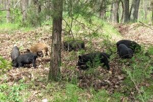 Фотограф зумів упритул підкрастися до збіговиська вепрів (Фото)
