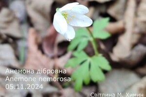 У нацпарку на Волині посеред грудня аномально зацвіла анемона