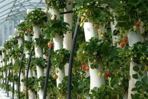  У Європі до кінця 2019 року грядки вирощуватимуть відразу на кухні 