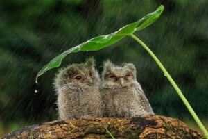 Погода на суботу, 20 червня: короткочасний дощ, гроза, місцями град