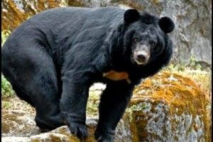 З російської Червоної книги вилучили популярних у браконьєрів тварин