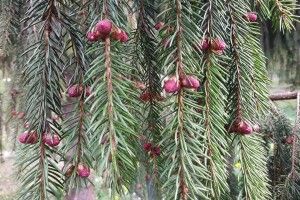 Вперше за останні 10 років у нас зацвіли смереки