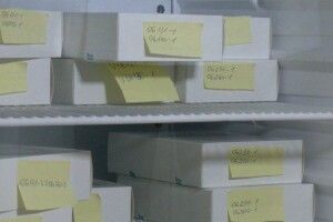 На Рівненщині випробовують китайську вакцину від COVID. Добровольцям платитимуть по 8 тисяч гривень (Відео)