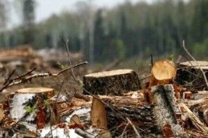 На Волині затримали повен бус краденого лісу 