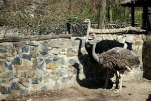 У Рівному страус вже гуляє «під ручку» зі страусихою, а пеліканам кортить якнайшвидше зробити колективне «купці-купці» (фото)