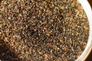 У волинських лісівників розпочалася «посівна кампанія»