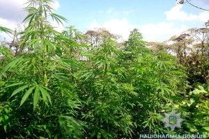 «Ніякої картоплі – посаджу коноплі!»: на Рівненщині злапали молодика, який на присадибній ділянці вирощував ганджубас