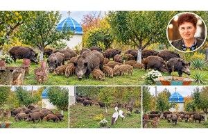 Дикі свині привели до волинянки 27 поросят!