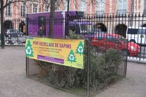 Ялинки нововолинців використають для обігріву