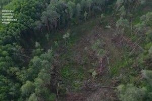 У лісництві на Волині «чорні лісоруби» знищили майже 200 дерев: збитки сягають мільйони