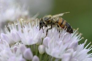 PornHub запустив канал з бджолиним порно