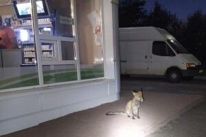 На автозаправку у Нововолинську прийшов... лис
