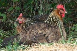 Півторамільярдний Китай роззявив рота на українську курятину