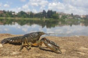 Волинянам знову заборонять ловити раків 