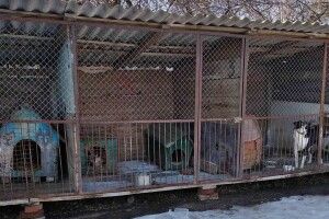Луцькі волонтери б'ють на сполох: притулок для тварин потребує матеріальної підтримки (Фото)