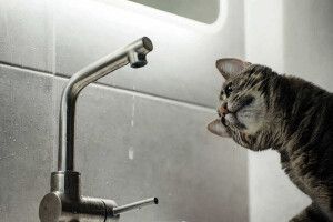 У Луцьку на кількох вулицях не буде води 