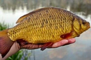 На Волині судили рибалку за вилов червонокнижної риби