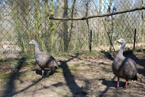 У Рівному курячий гусак вже підбиває клинки до курячої гуски